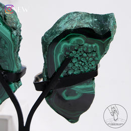 孔雀石蝴蝶 (pair)