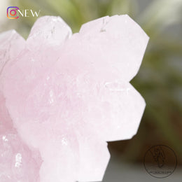 哥倫比亞粉晶骨幹