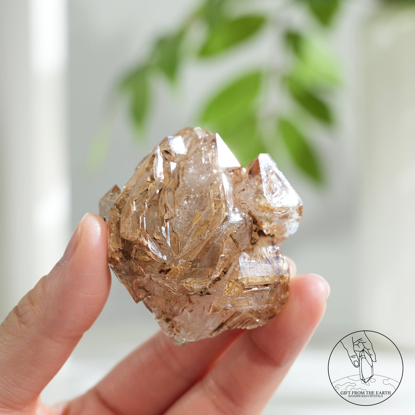 黃泥骸骨水晶